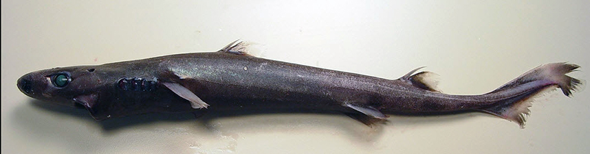 Etmopterus pusillus_07.jpg